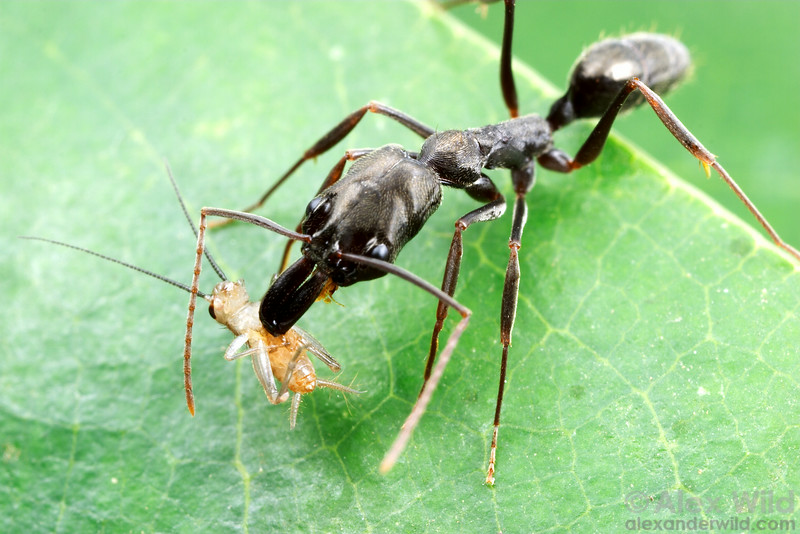 Pachycondyla rufipes (муравей пожарник) : описание, содержание, кормление, уход
