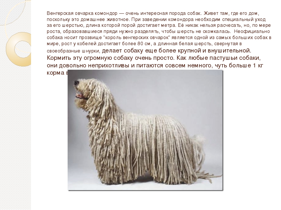 Венгерская овчарка комондор: описание породы и характер собаки