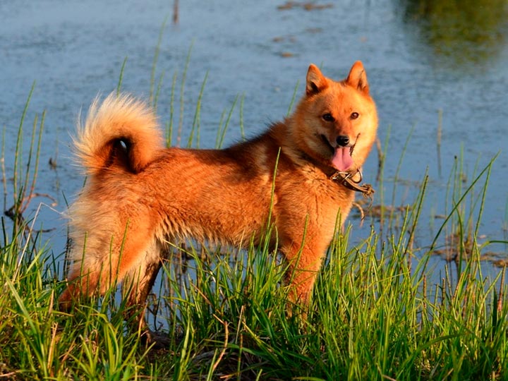 Карело-финская лайка: описание породы - моя собака