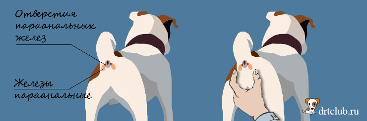 Воспаление параанальных желез у собак: лечение и симптомы