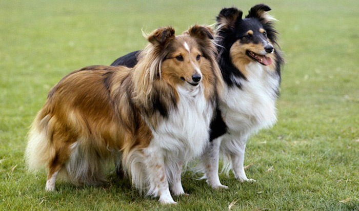 Характеристика породы шелти, уход и содержание собак