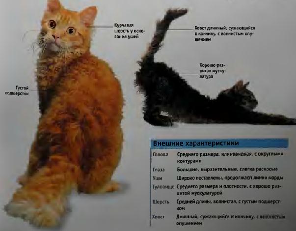 Порода кошек кимрик, описание и фото, правила кормления и ухода