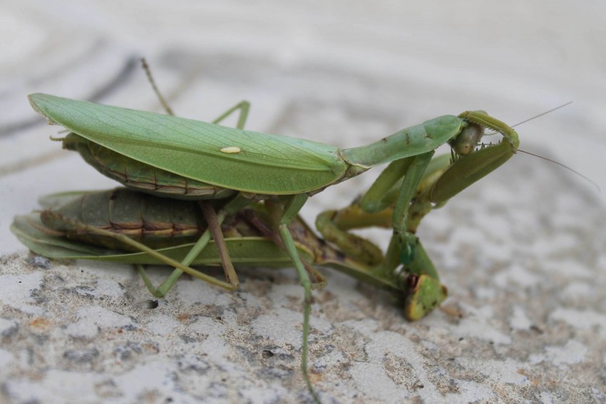 Богомол: фото насекомого и особенности его жизнедеятельности