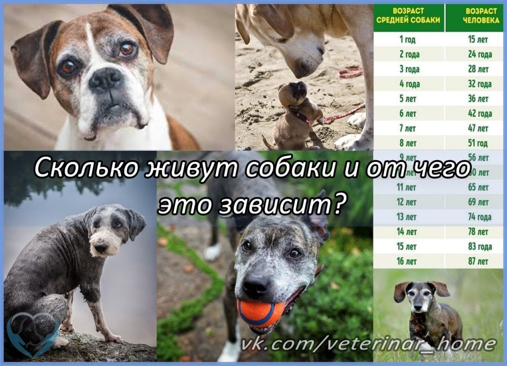 Недорогие породы собак для квартиры, маленькие, средние, большие с ценами и фото | petguru
