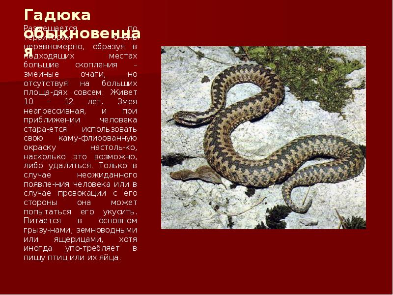 Уж – добрая змея