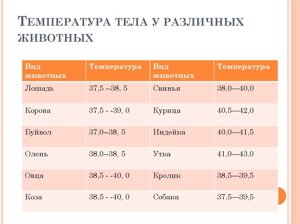 Измерение температуры тела у животных