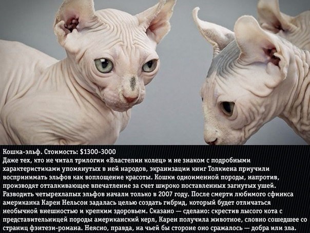 Самые злые кошки в мире: топ-10 наиболее агрессивных и злопамятных пород