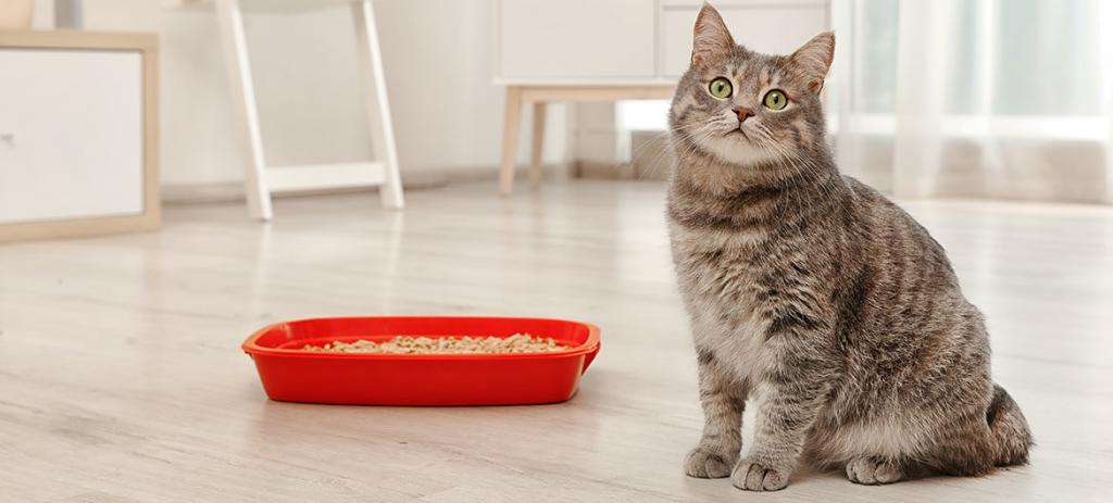 Кот метит в доме: что делать, как отучить метить территорию в квартире
