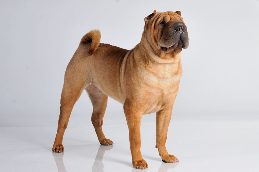 Шарпей: описание породы, характер собаки и щенка, фото, цена