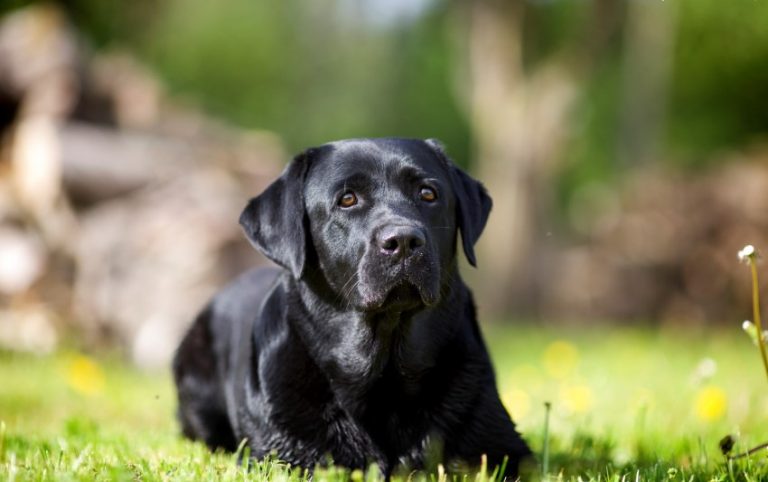 Лабрадор ретривер собака. описание, особенности, уход и цена лабрадора ретривера