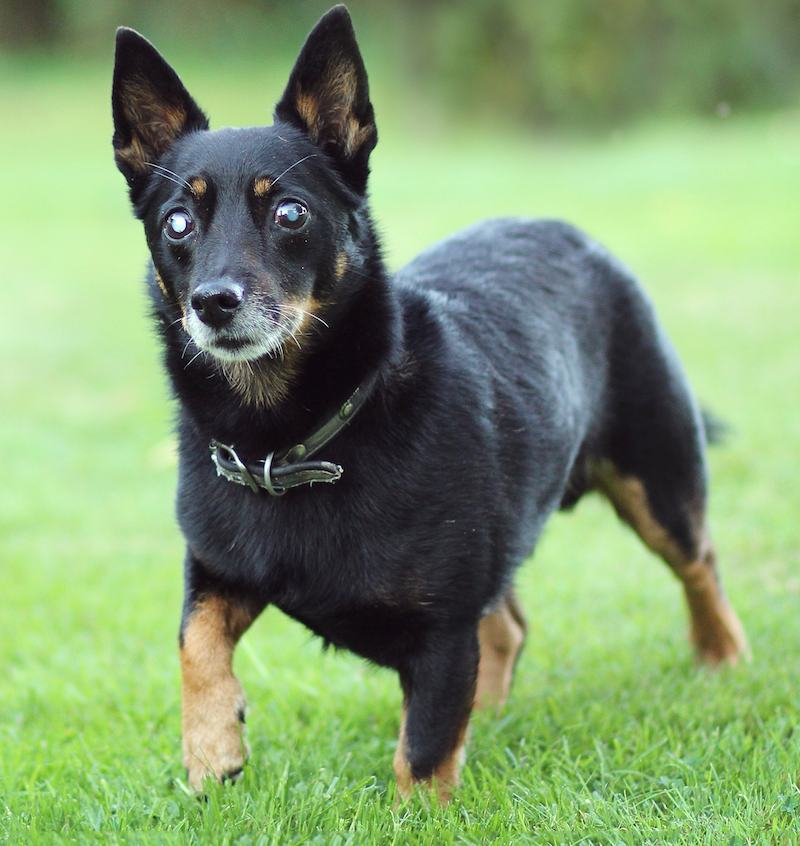 Ланкаширский хилер: описание породы, фото, характер | все о собаках