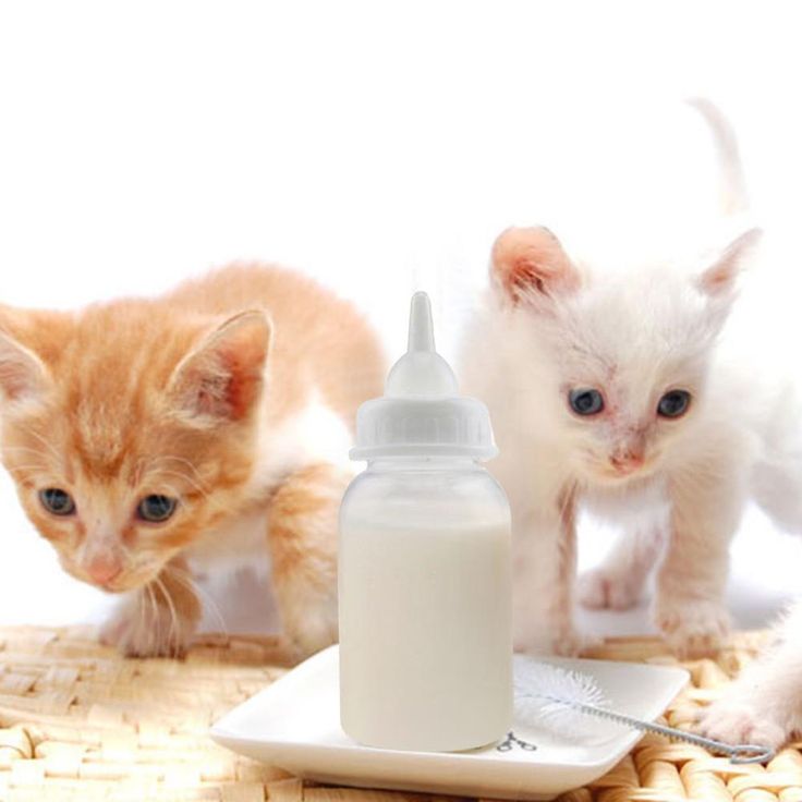Чем кормить котенка 2 месяца и 3 месяца: советы ветеринара