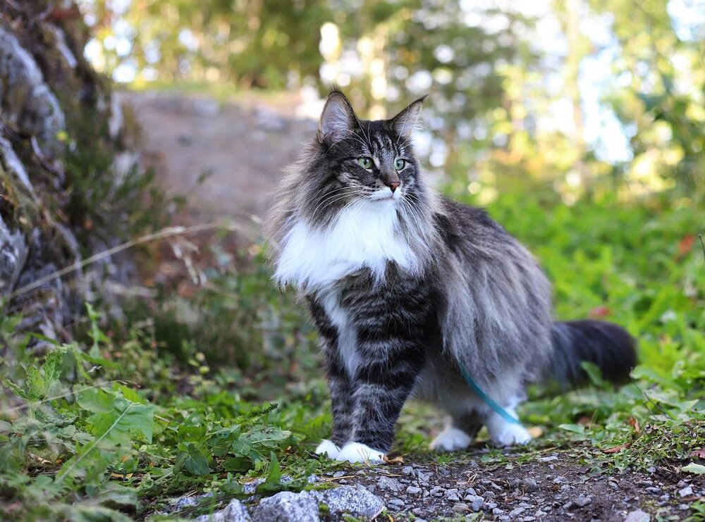 Норвежская лесная кошка - описание, характер, фото, цена | сайт «мурло»