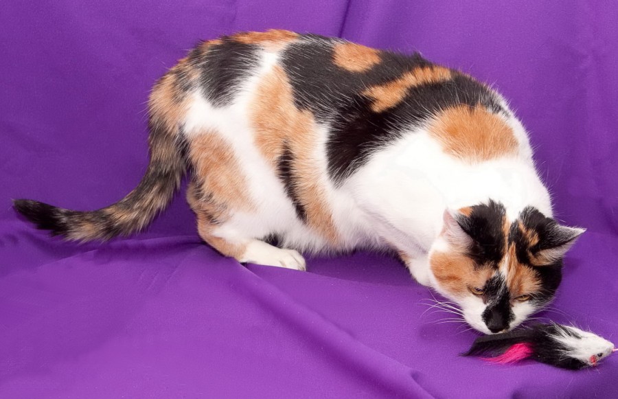 Трёхцветная кошка: приметы - к счастью ли держать в доме?