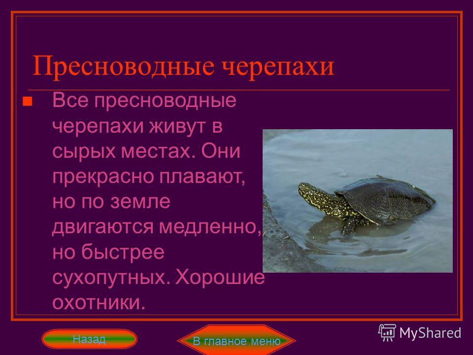 Дальневосточная черепаха – фото, описание, ареал, рацион, враги, популяция