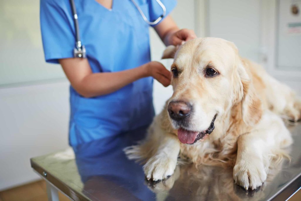 Болезни собак: симптомы и лечение
