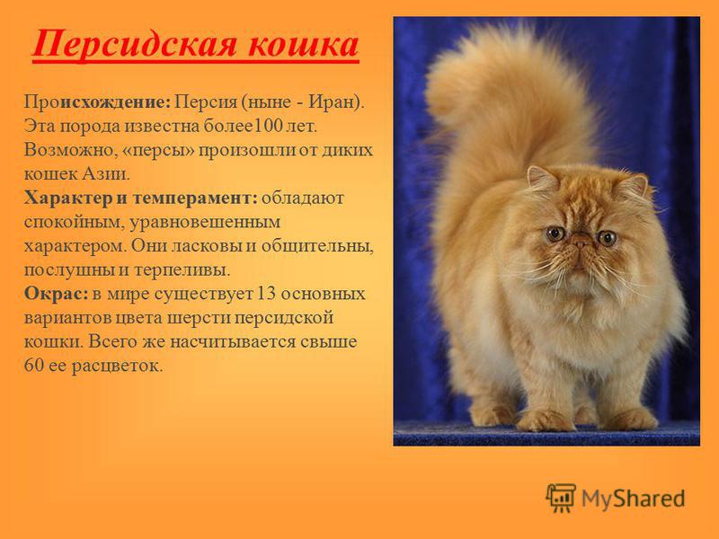 Персидская кошка ???? фото, описание, характер, факты, плюсы, минусы кошки ✔