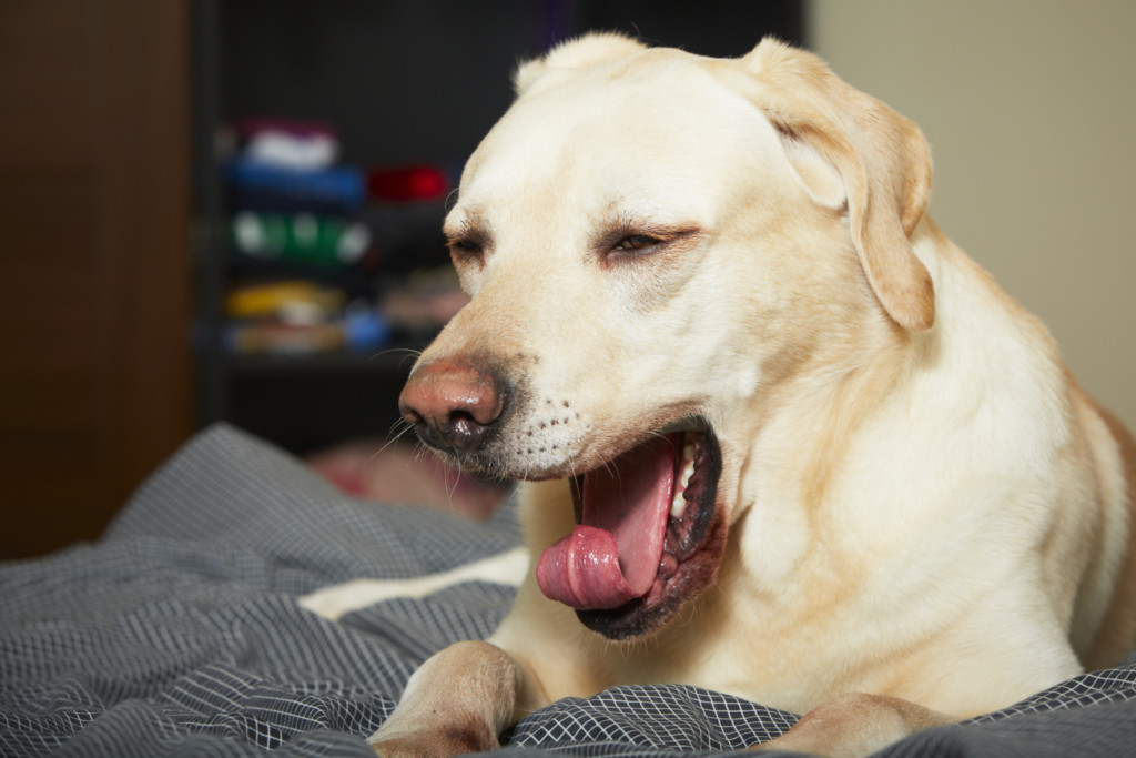 Собака часто дышит: это опасный признак или все в границах нормы?