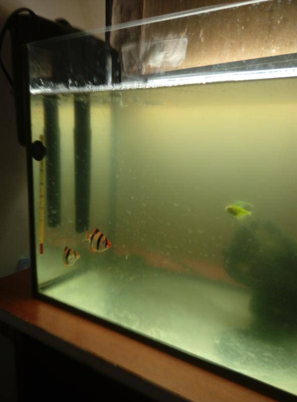 Почему мутнеет вода в аквариуме с рыбками и как с этим бороться, как избавиться от запаха болота, каковы причины и как их устранить?