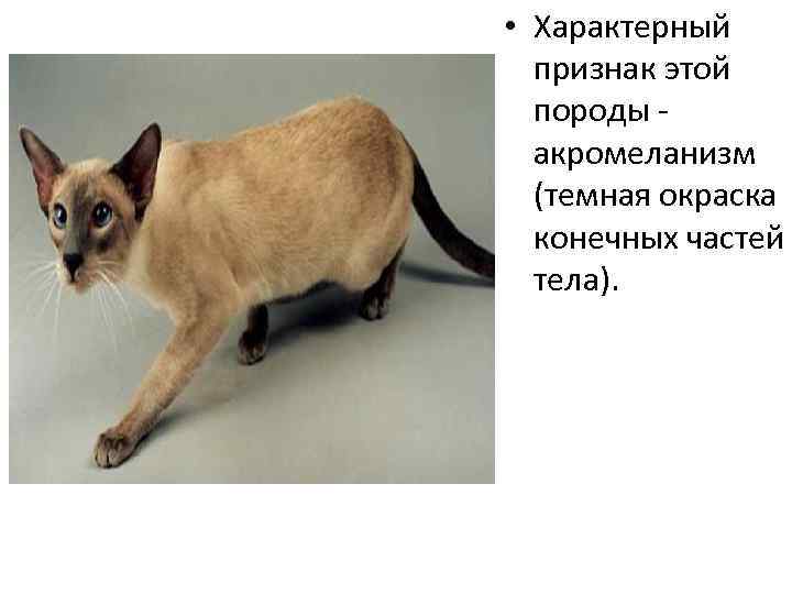 Кошка с кисточками на ушах: примеры домашних пород