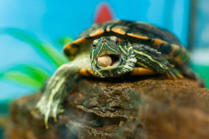 Сколько лет живут черепахи?