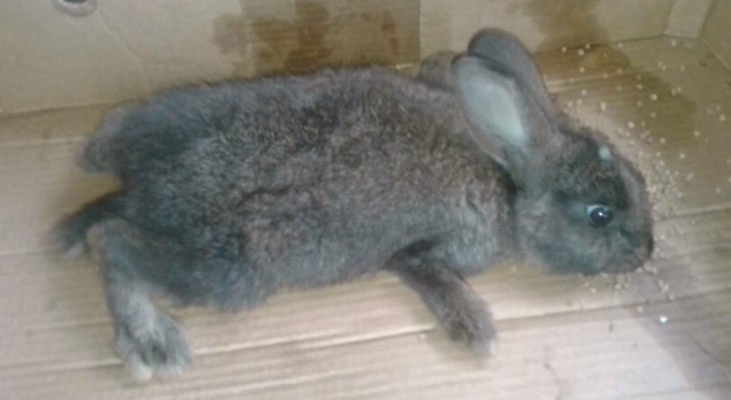Справочник испражнений у кроликов | кролик дома