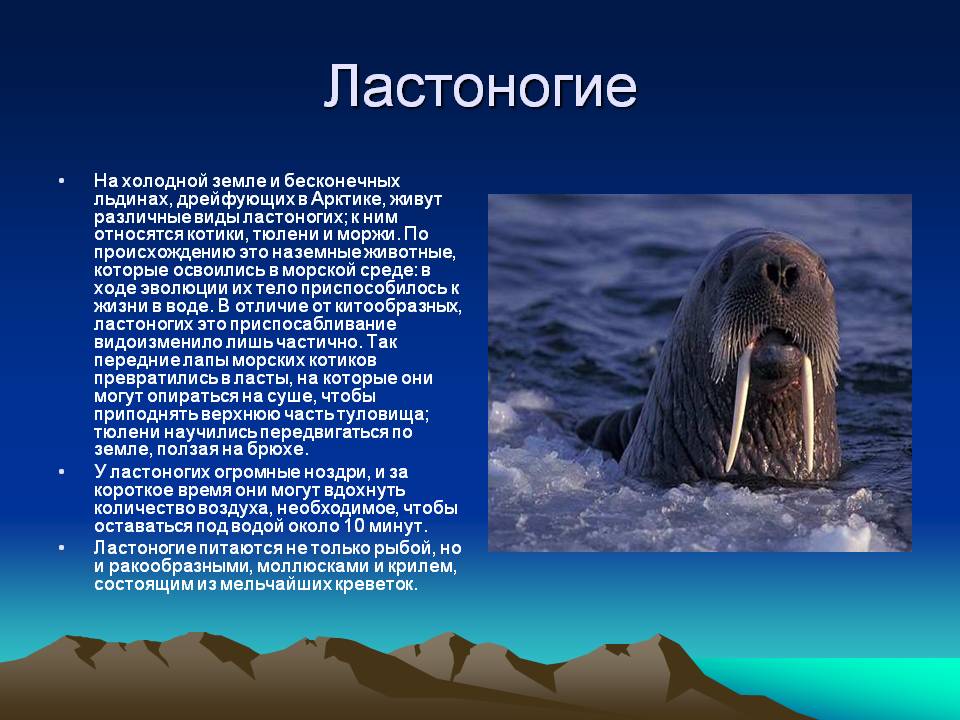 Животное морж: как выглядит, его повадки, где живет, фото