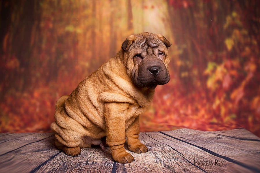 Порода собак шарпей - описание с фото, содержание и уход, щенки, цена