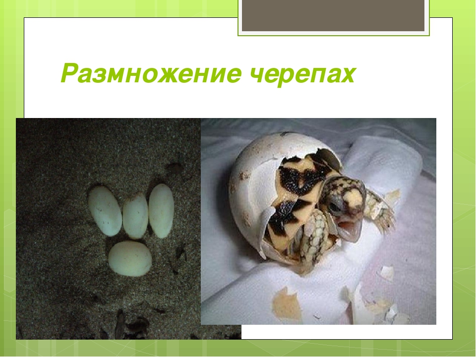 Размножение морских и сухопутных черепах | блог ветклиники "беланта"