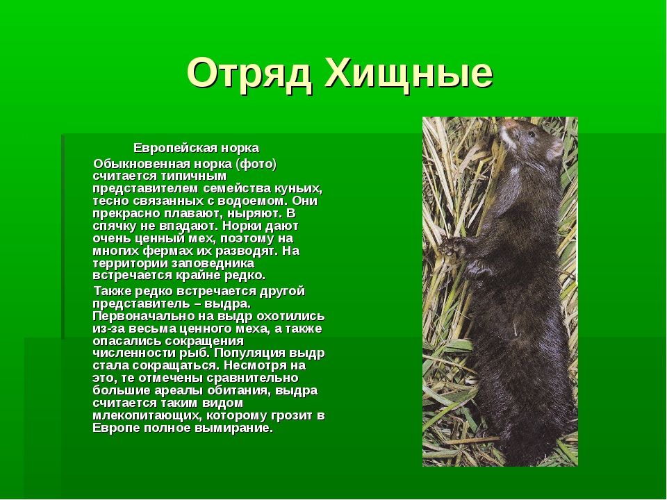 Лесной кот (европейская дикая кошка): ареал обитания