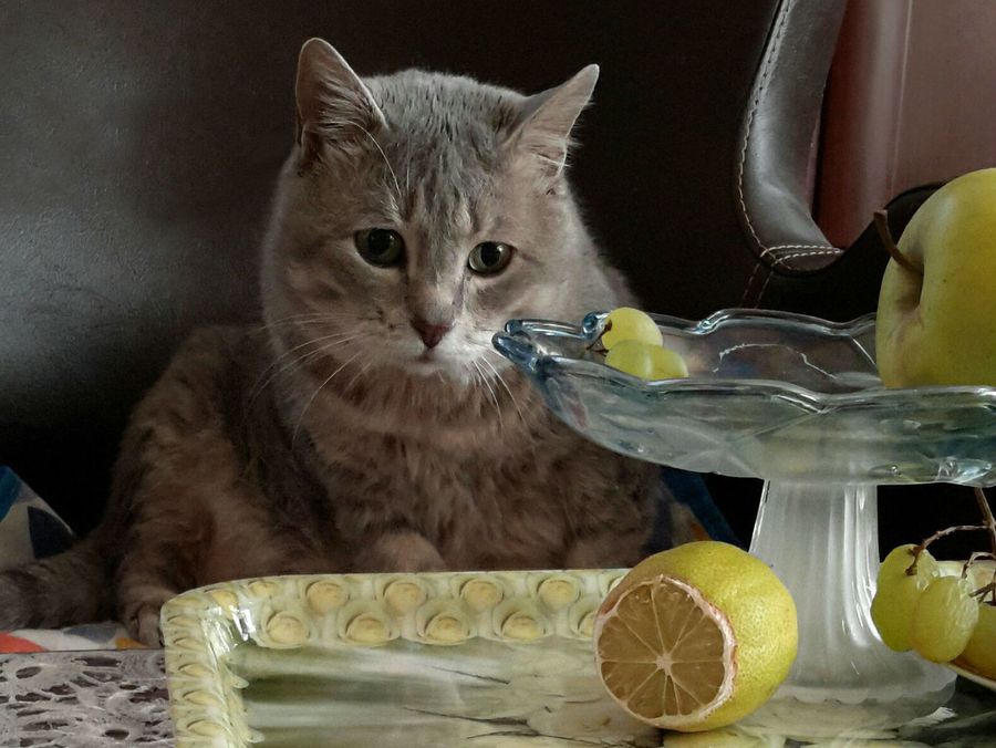 Чего боятся кошки