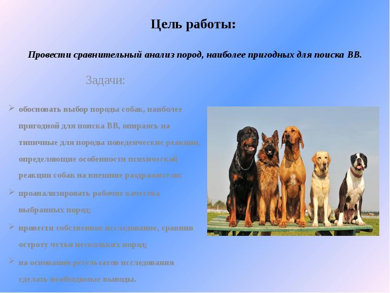 Особенности породы собак ховаварт: чем отличаются от золотистых ретриверов