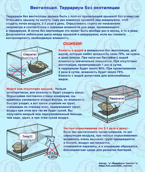 Улитки ампулярии: польза и вред, содержание в аквариуме, фото