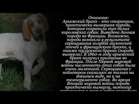 Бракки (континентальная легавая): фото породы собак брак, описание экстерьера и специализации