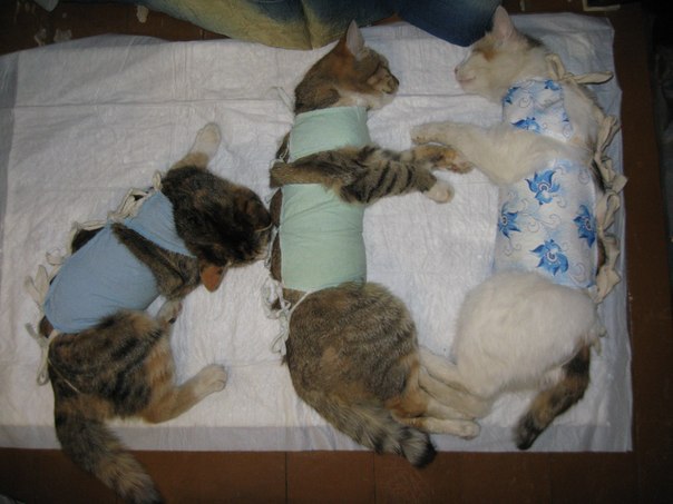 Стерилизация кошки — вопросы проведения операции