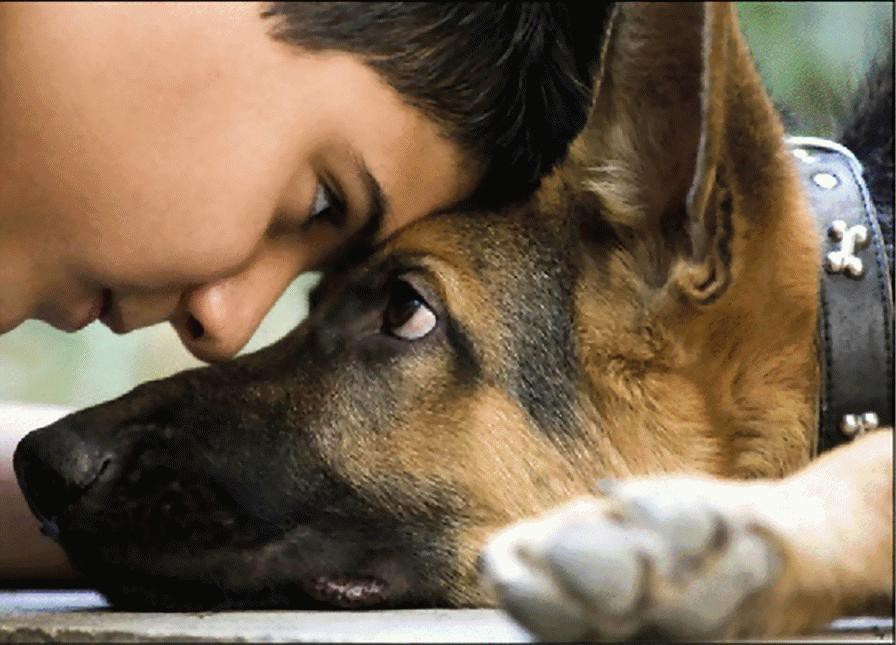 Как собака выбирает себе хозяина в семье: почему выбирает одного хозяина?