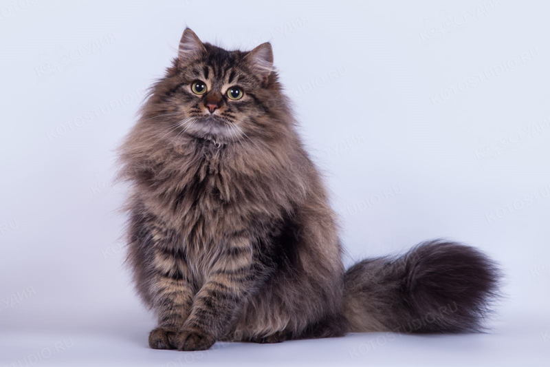 Сибирская кошка: описание, характер, уход и содержание, цена, фото