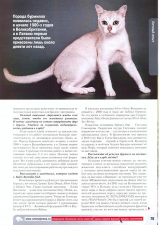 Бурманская кошка: фото, характер, описание породы, цены