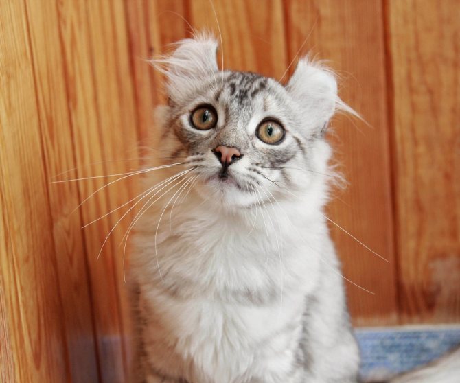 Американская короткошёрстная кошка: описание породы, характер, цена, уход и содержание, фото