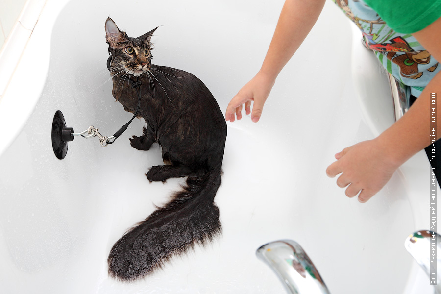 В каком возрасте лучше брать котенка разных пород домой: советы ветеринара
