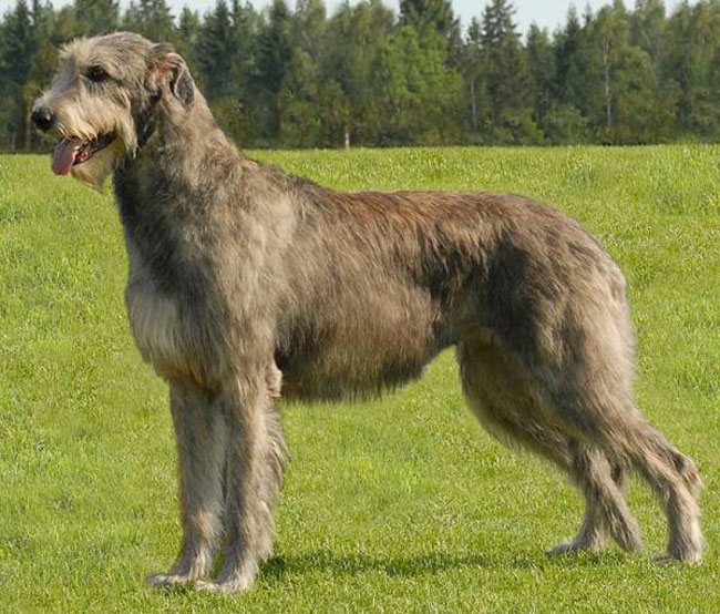 Волкодавы — породы собак с описанием, как они выглядят