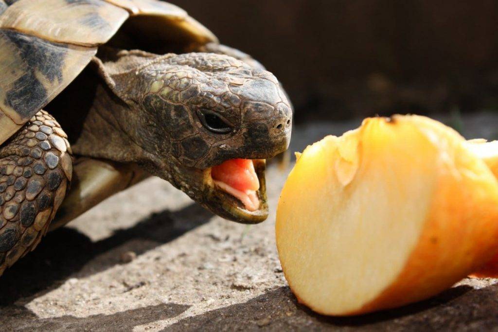 Чем кормить красноухую черепаху, что ест водная черепаха.