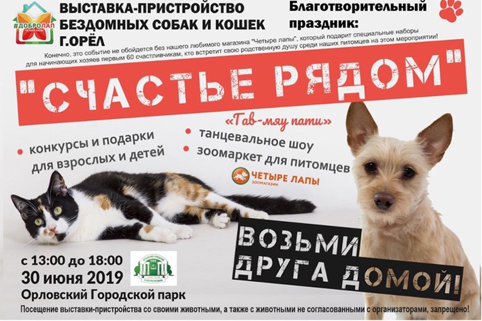 Как правильно вести социальные сети приюта для животных