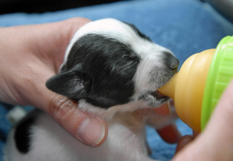 У собаки мало молока: чем помочь и что правильно делать для кормящей мамаши - блог о животных - zoo-pet.ru