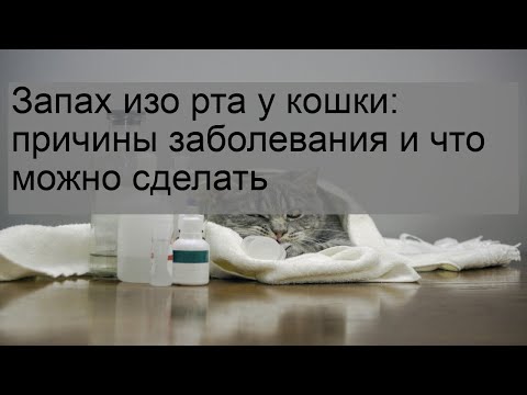 9 причин, почему у котенка пахнет изо рта - kotiko.ru