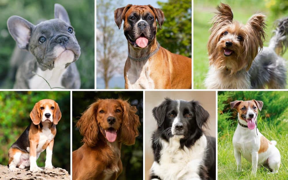 15 потрясающих собак средних размеров для квартиры