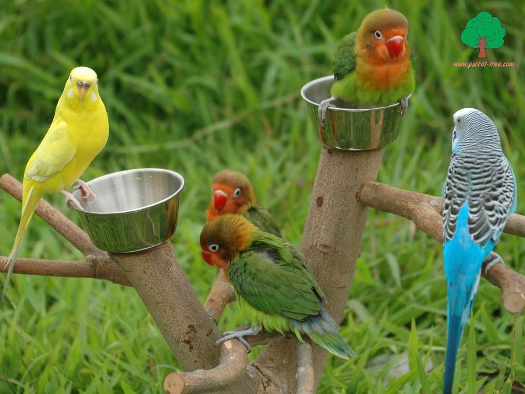 Можно ли и стоит ли держать в одной клетке попугая и канарейку? говорливый попугай или поющий кенар? что будет если волнистый попугай полюбит канарейку.