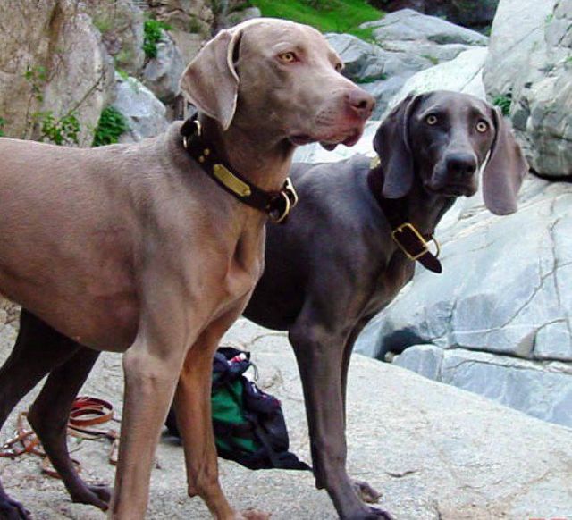 Описание породы собак веймаранер с отзывами владельцев и фото