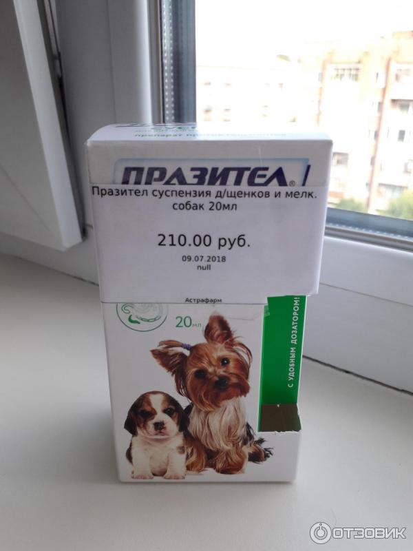 Аптечка для собаки: список нужного без лишних трат