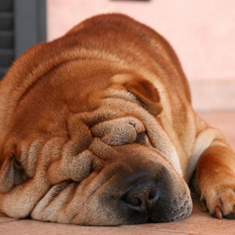 Самая дорогая порода собак в мире. 10 самых дорогих пород собак: фото и описание